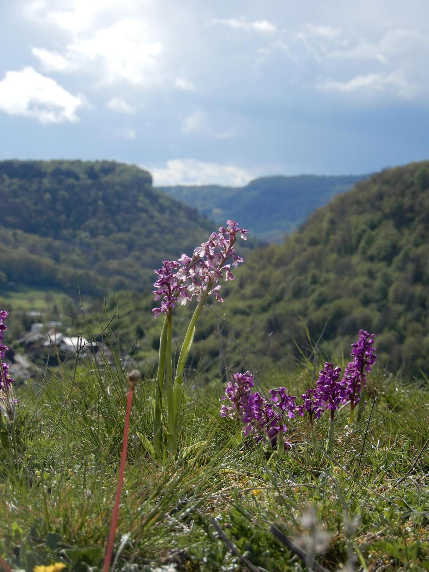Maison De Vacances - Vue Panoramique Riviere Ornans Eksteriør billede